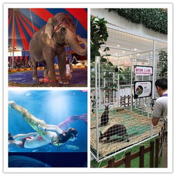 新鄉百鳥展出租蝴蝶標本一場單價