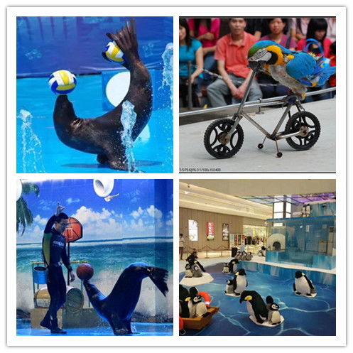 建甌市哪里有馬戲團(tuán)表演出租