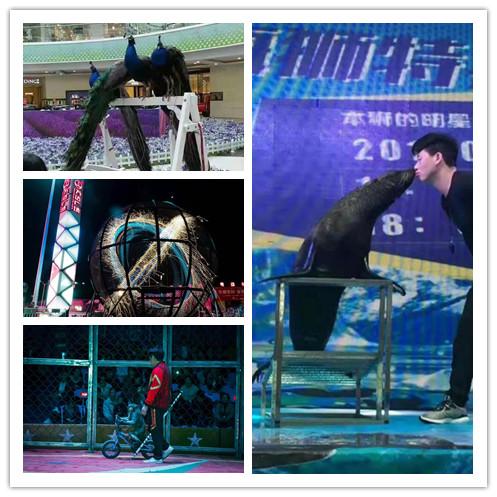 遂平馬戲團(tuán)表演租賃馬戲團(tuán)表演出租檔期查詢(xún)