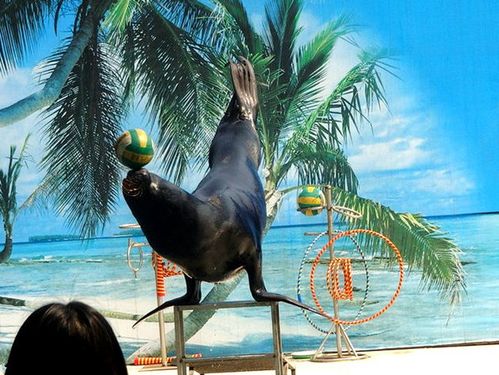 羊駝出租,海獅租賃,海獅出租,海獅表演租賃矮馬出租,馬戲團(tuán)表演租賃