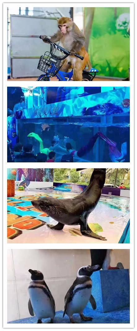 郴州市馬戲團(tuán)表演出租