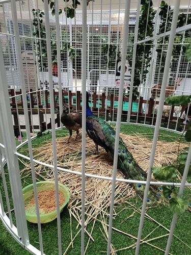 馬戲團(tuán)精彩表演租賃雙灤區(qū)合作流程