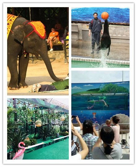 普洱大飛輪馬戲團(tuán)表演出租火爆預(yù)約