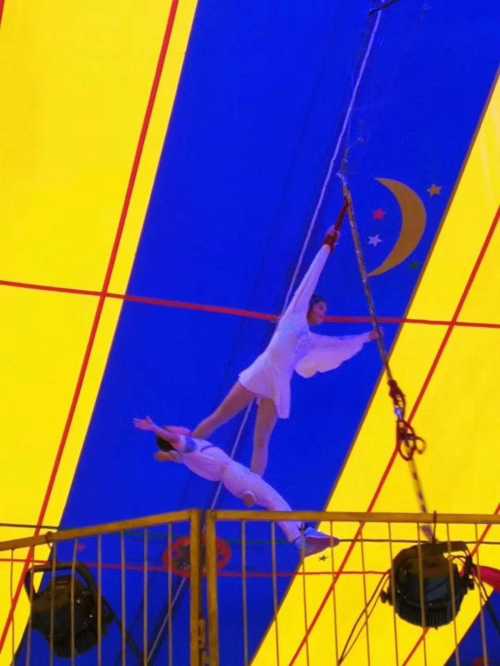 臨清斑馬出租價(jià)格歡迎來(lái)電咨詢(xún)