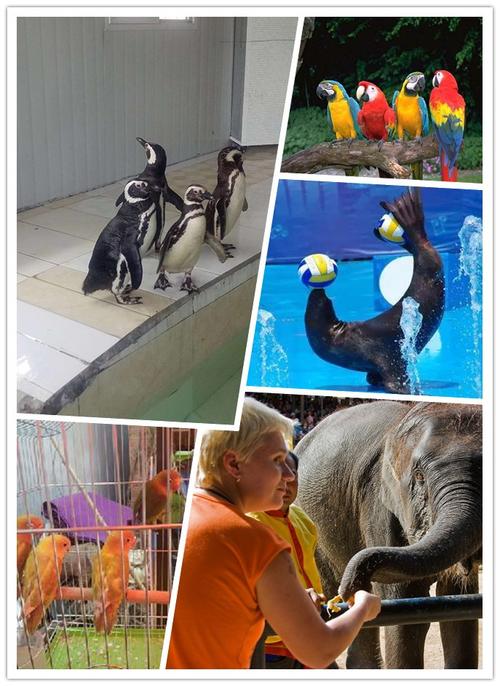 遼寧丹東本地馬戲團(tuán)表演租賃