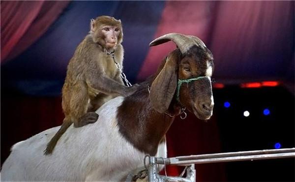 馬戲團(tuán)動(dòng)物表演需要審批哪些手續(xù)才行_動(dòng)物租賃網(wǎng)