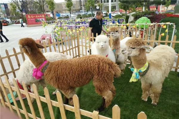 雙鴨山市雜技專(zhuān)場(chǎng)表演哪出租馬戲團(tuán)表演