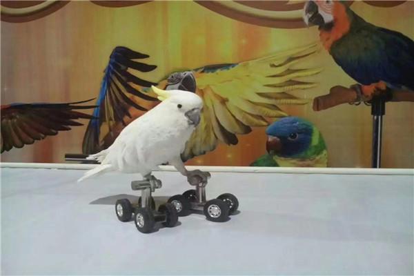 華縣馬戲團(tuán)表演出租流程電話