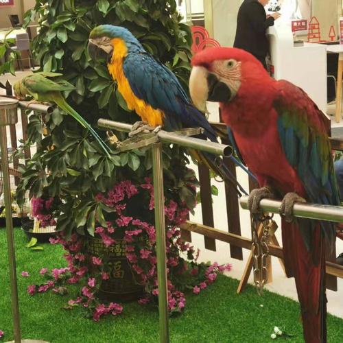 承接地產(chǎn)商場(chǎng)景區(qū) 海獅表演 鸚鵡表演 馬戲團(tuán)演出 動(dòng)物租賃 海洋動(dòng)物