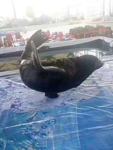 海獅表演出租4天多少錢(qián)