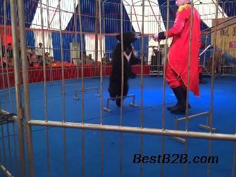 馬戲團(tuán)表演租賃公司大型活動(dòng)演出節(jié)目出租馬戲團(tuán)方案資_志趣網(wǎng)