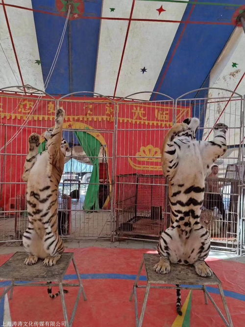 阿拉善盟雜技馬戲團(tuán)表演活動(dòng)資源