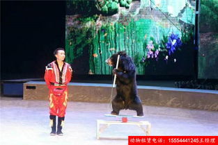 百鳥展出租山東省2019暖場(chǎng)活動(dòng)資源