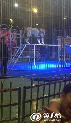 馬戲團傳統雜技表演出租皇家馬戲團精彩演出節目租賃