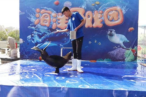 大同有便宜的海獅出租嗎出租精彩馬戲表演