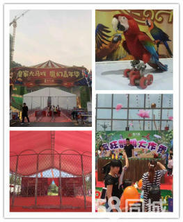 萌寵展,呆萌羊駝動(dòng)物表演出租,馬戲團(tuán)雜技表演