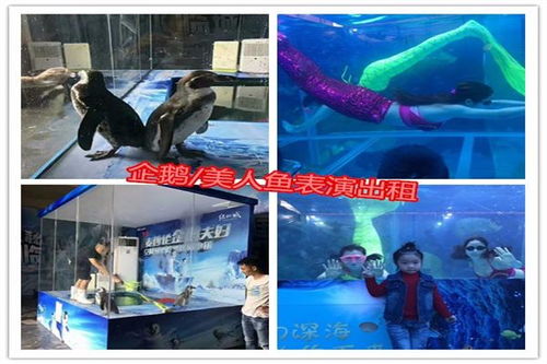 春節(jié)馬戲團(tuán)出租七天演出費(fèi)用