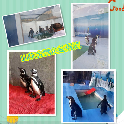 哪有專業(yè)馬戲團表演出租洛陽市人員雜技租賃