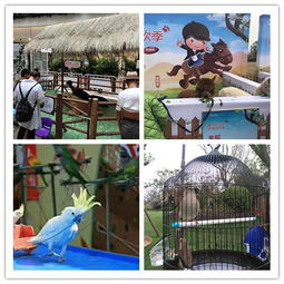 衛(wèi)輝市附近出租馬戲團大飛輪表演聯(lián)系電話