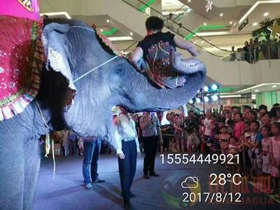 重慶市環(huán)球飛車表演租賃哪家便宜