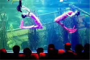 郟縣雜技馬戲團(tuán)表演動(dòng)物主題暖場(chǎng)活動(dòng)