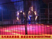 馬戲團(tuán)表演出租哪有 獅虎表演圖片 小馬戲團(tuán)表演出租價(jià)