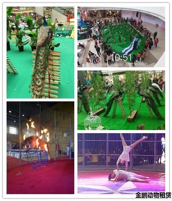 新鄭馬戲團表演租賃哪家好