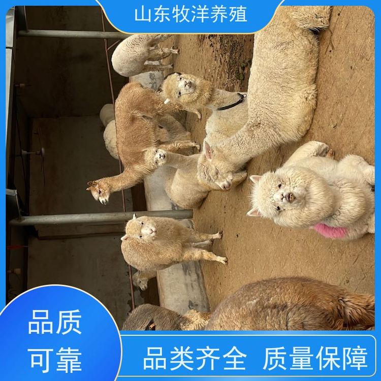昆明萌寵出租.動物出租#馬戲團表演出租#海獅表演出租#羊駝出
