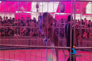 廣元市哪里出租馬戲團(tuán)表演信譽(yù)商家