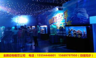 專業(yè)出租馬戲團(tuán)表演安徽省人員雜技租賃