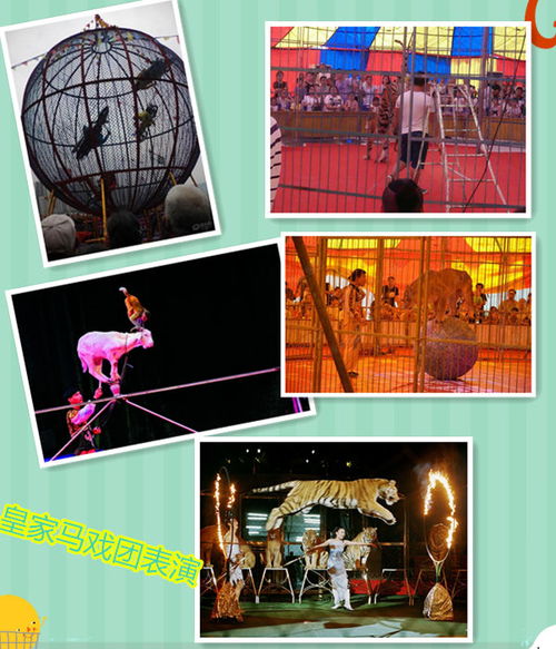 湖州市馬戲團(tuán)表演出租