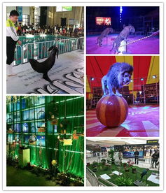 建陽市本地美人魚表演出租租賃商家青睞