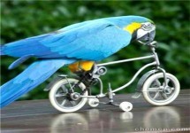 長泰鱷魚表演出租價格與馬戲團(tuán)合作指南