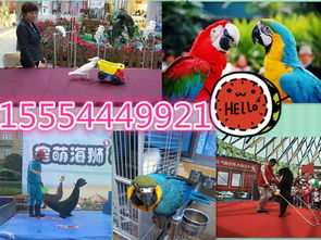 寧強(qiáng)縣專業(yè)海獅表演、海洋生物展及冰雕展出租賃服務(wù)詳情