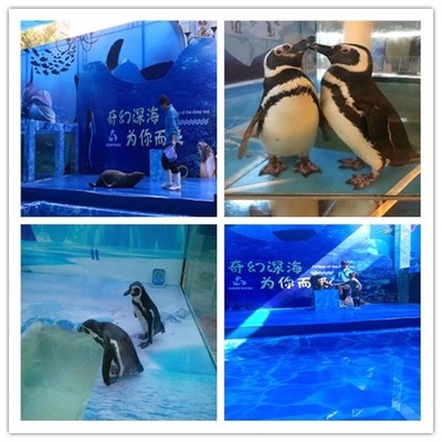 舞鋼慶典盛宴 專業(yè)馬戲團表演出租與合作全指南